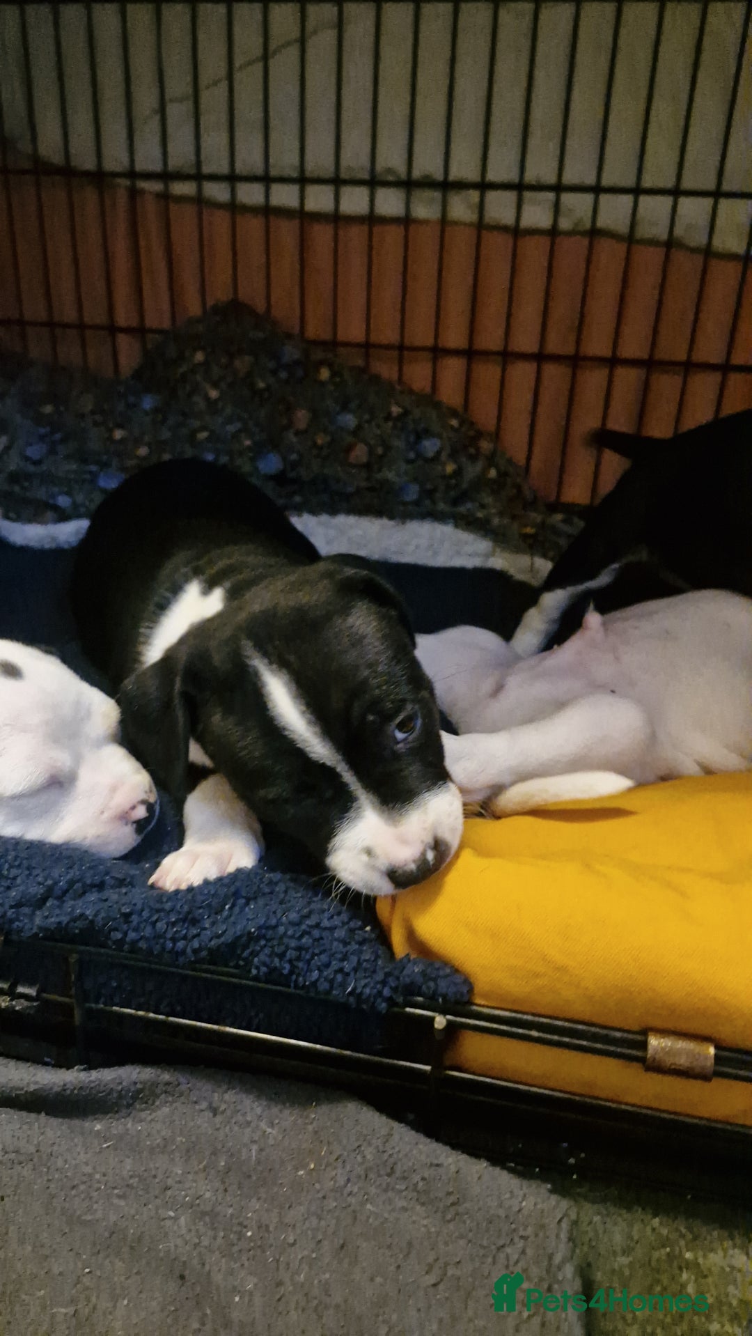 Staffordshire Bull Terrier dogs for sale: From Our Family to Yours - Image 2
