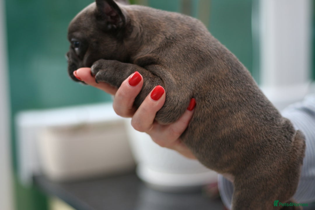 French Bulldog dogs for sale: Cute French Bulldog Puppies Available Soon - Advert 17