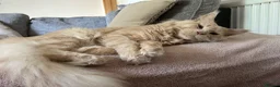 Maine Coon cats for sale: GCCF Blue and Silver Registered Maine Coon Kittens - Advert 17