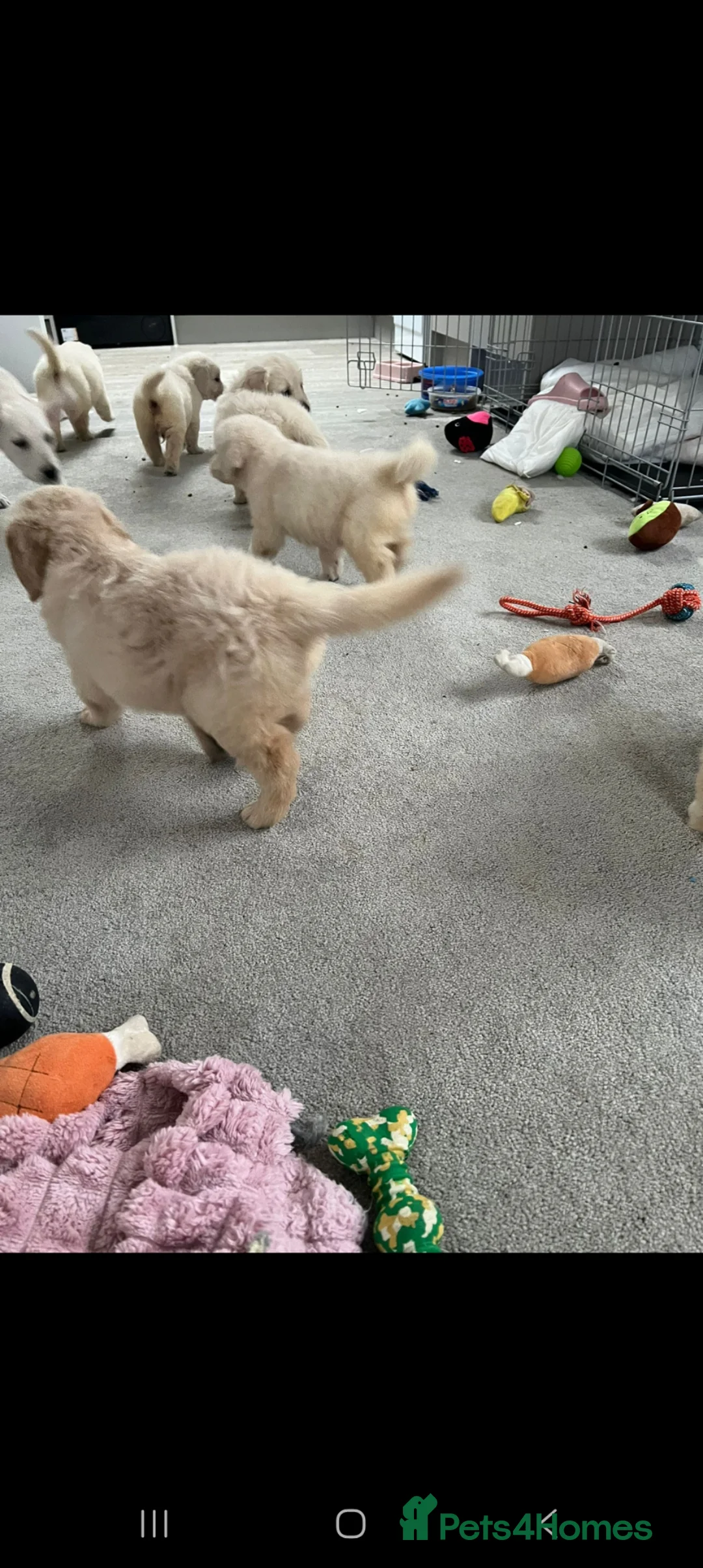 Golden Retriever dogs for sale: Beautiful golden retreivers  - Advert 7