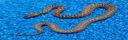 Python Snake reptiles for sale: Children's Python's Het T+Albino - Advert 3
