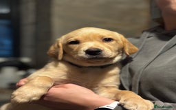 Labrador Retriever dogs for sale: KC Lab puppies - Image 21