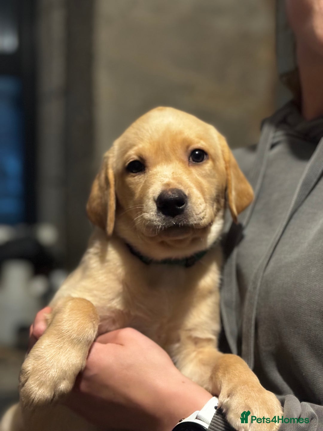 Labrador Retriever dogs for sale: KC Lab puppies - Image 21