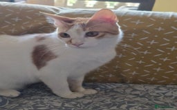 Mixed Breed cats for adoption: [Indoors Only] Kitkat and Eevee! Affectionate pair - Image 6