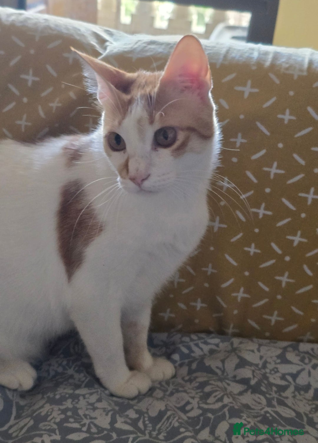Mixed Breed cats for adoption: [Indoors Only] Kitkat and Eevee! Affectionate pair - Image 6