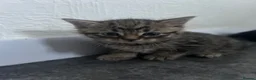 Mixed Breed cats for sale: Mix breed tabby’s in Swansea - Advert 2