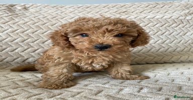 Cockapoo dogs - Advert 5