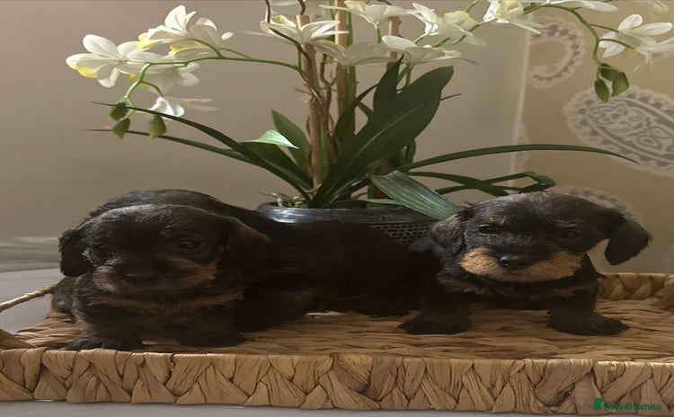 Miniature Dachshund dogs for sale - Advert 2
