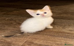 Sphynx cats for sale: Sphynx x American shorthair  - Image 3