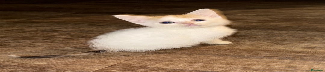 Sphynx Kitten 4