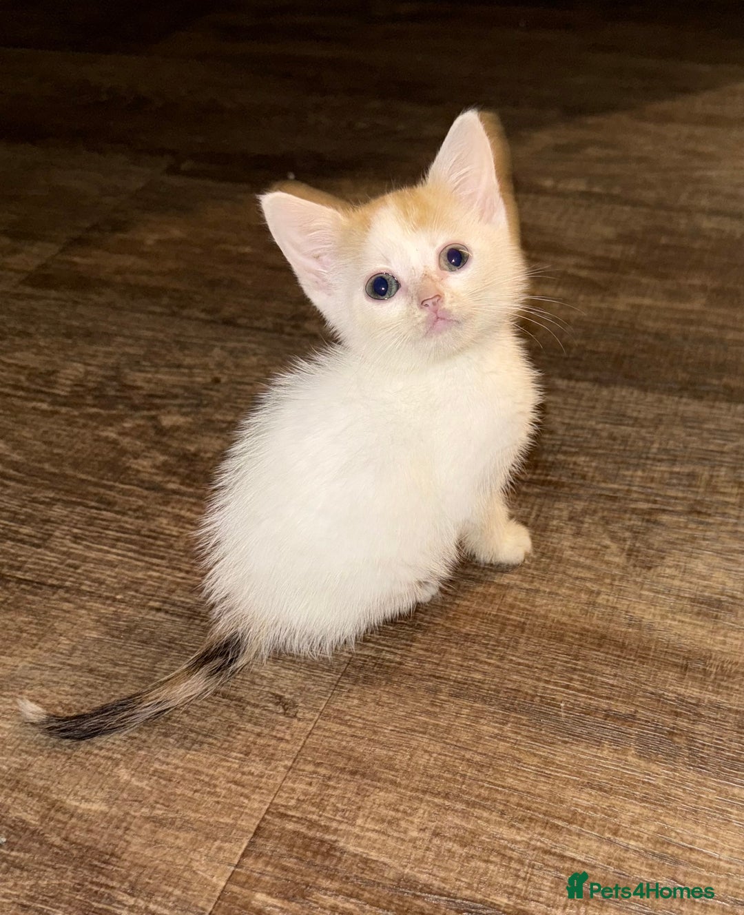 Sphynx cats for sale: Sphynx x American shorthair  - Image 3