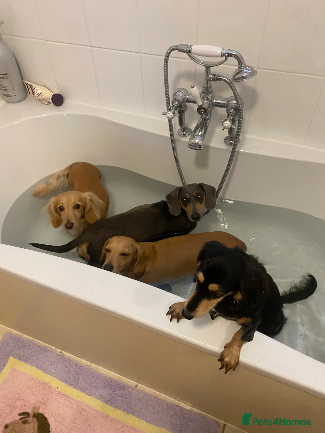 Miniature Dachshund dogs for sale: Little sausages with big characters  - Advert 23