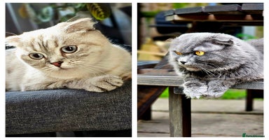 Scottish Fold cats - Advert 3