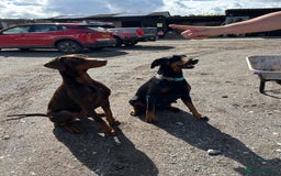 Dobermann dogs for sale: Doberman puppies for sale  - Image 7