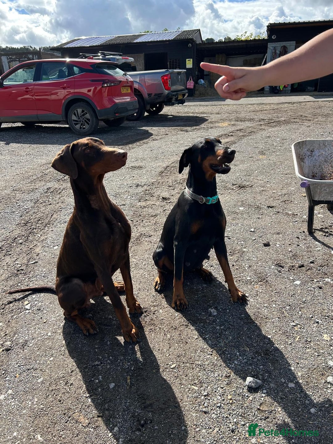 Dobermann dogs for sale: Doberman puppies for sale  - Image 7