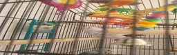 Budgerigars birds for sale: Budgies - Advert 2