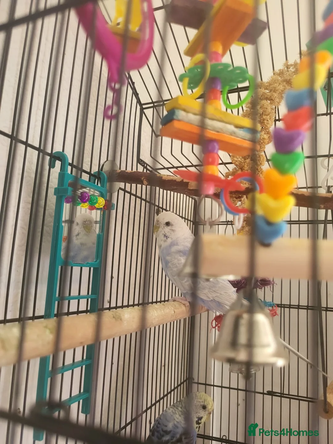 Budgerigars birds for sale: Budgies - Advert 2