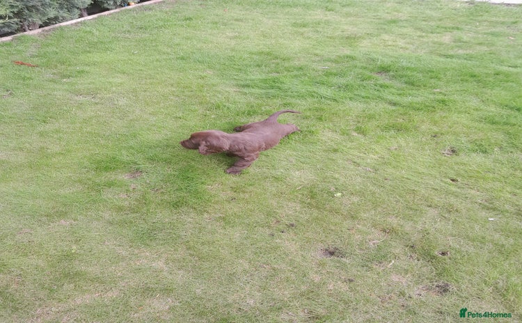 Cocker Spaniel dogs - Advert 4