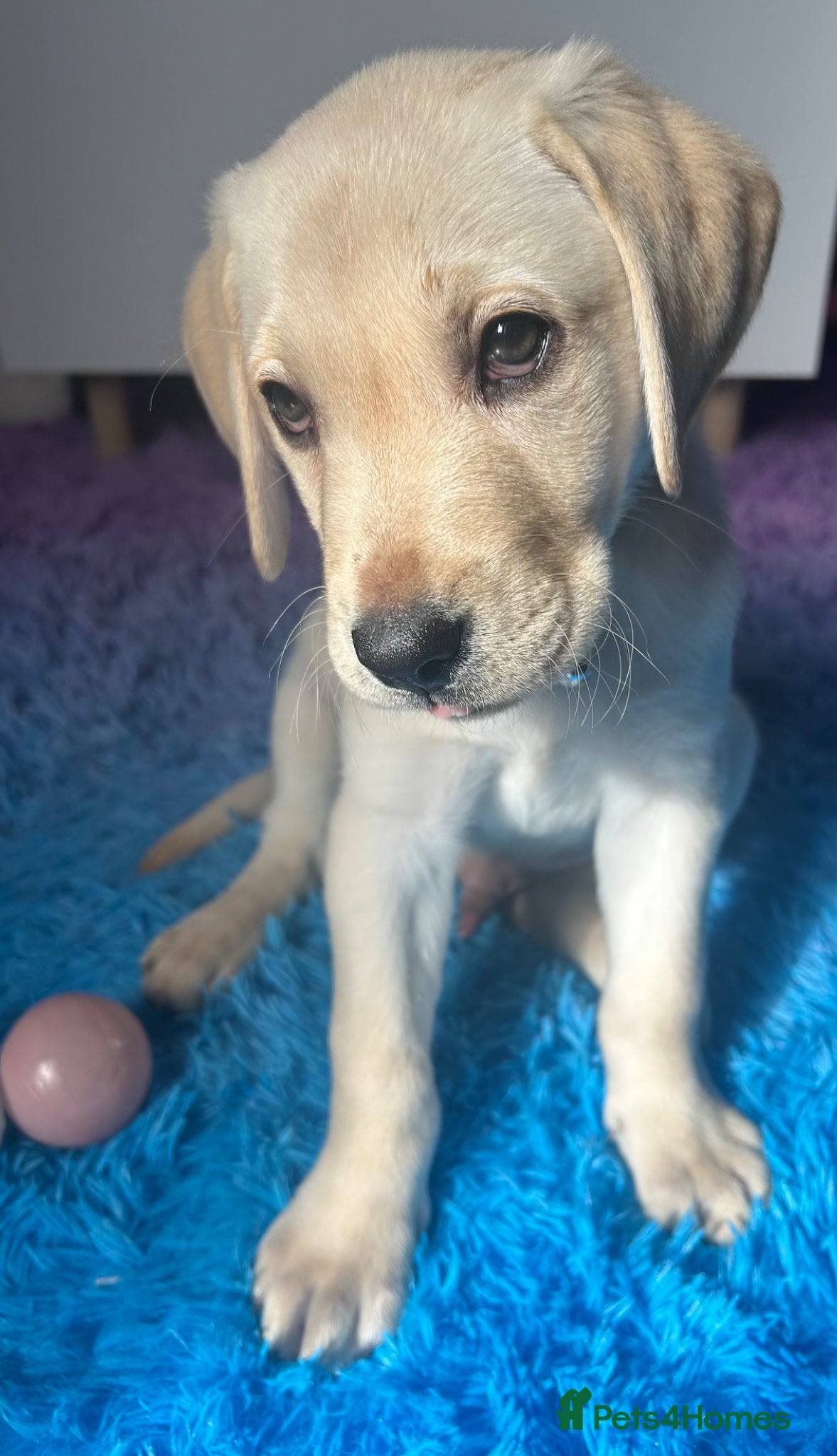 Labrador Retriever dogs KC Registered Labrador Puppies  - Advert 1