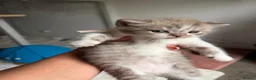 British Shorthair cats for sale: BSH🌟🌟🌟🌟🌟kittens - Advert 3