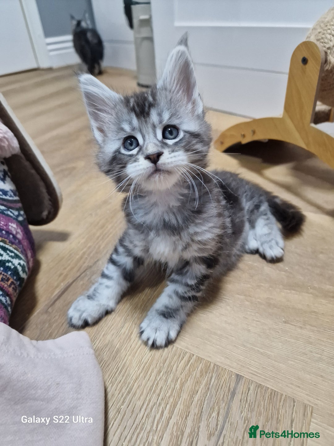Maine Coon cats for sale: Pure Makne coon - Advert 6