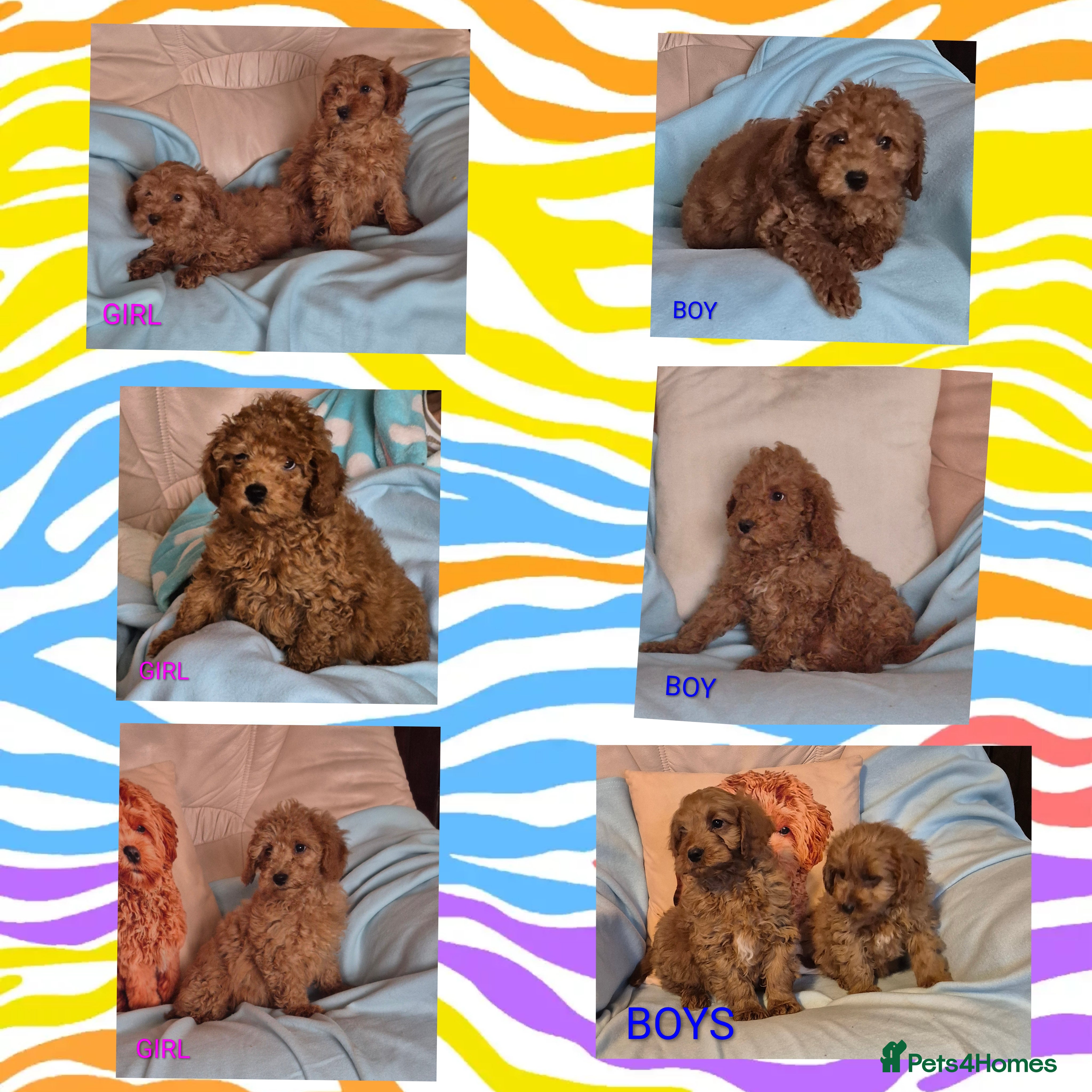Cavapoo dogs Stunning litter of F1B Cavapoo puppies  - Advert 5