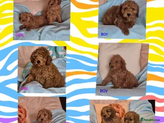 Cavapoo dogs Stunning litter of F1B Cavapoo puppies - Advert 4