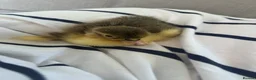 Ducks poultry for sale: Baby runner duck  - Advert 2