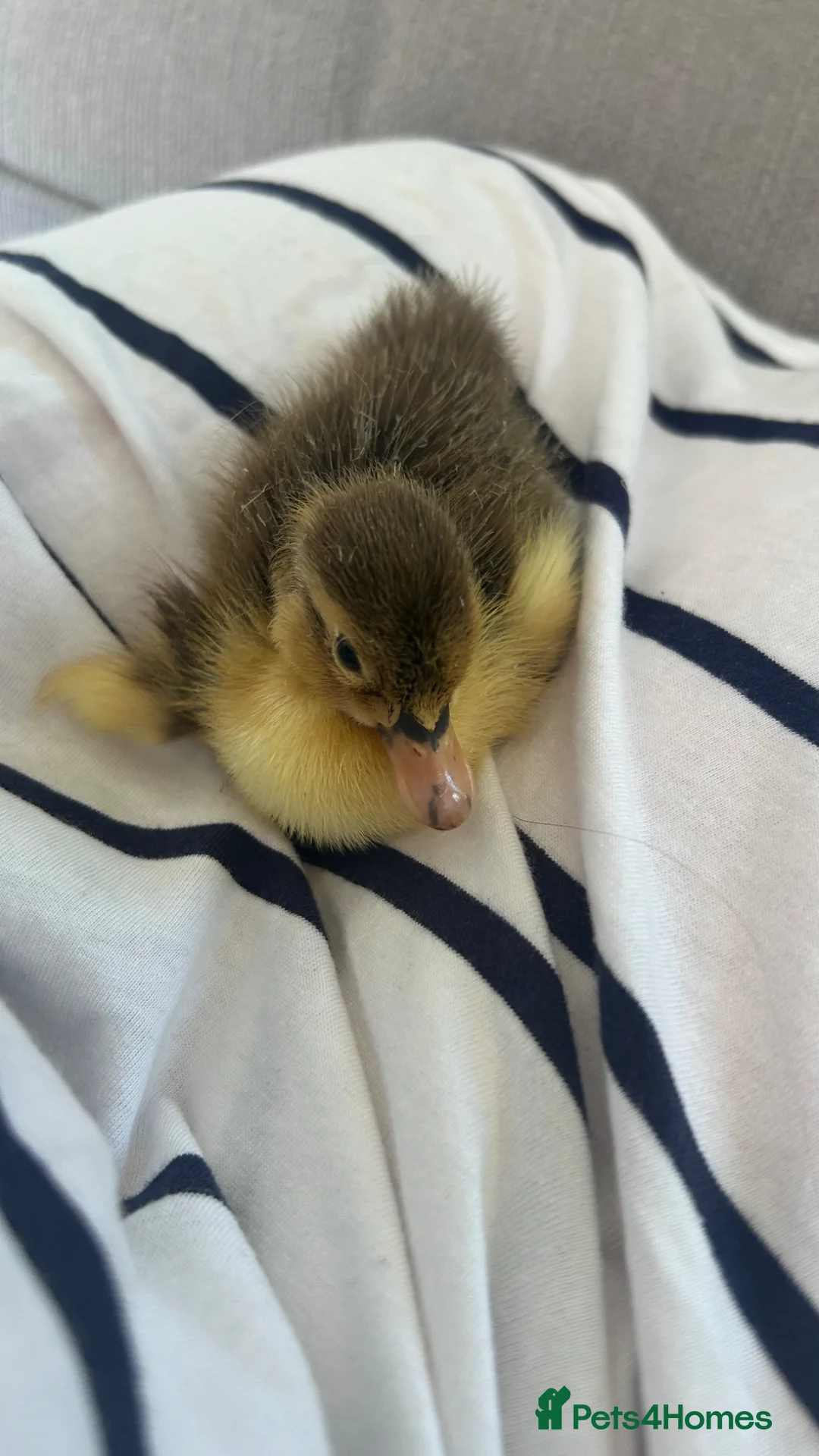 Ducks poultry for sale: Baby runner duck  - Advert 2