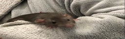 Rat rodents for sale: Baby dumbo rats - Advert 2