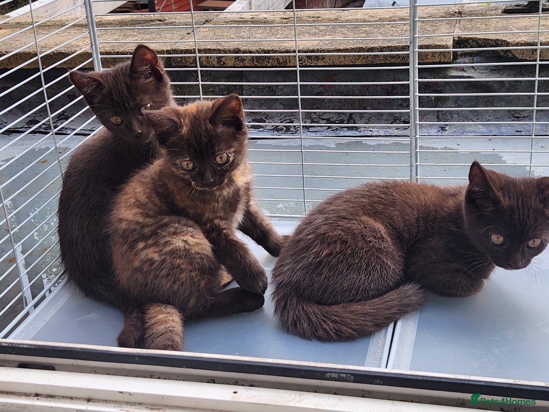 Havana Brown cats for sale: Rare Havana Brown's kittens - Image 6