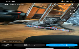 Cane Corso dogs for sale: cane corso pups  - Image 5