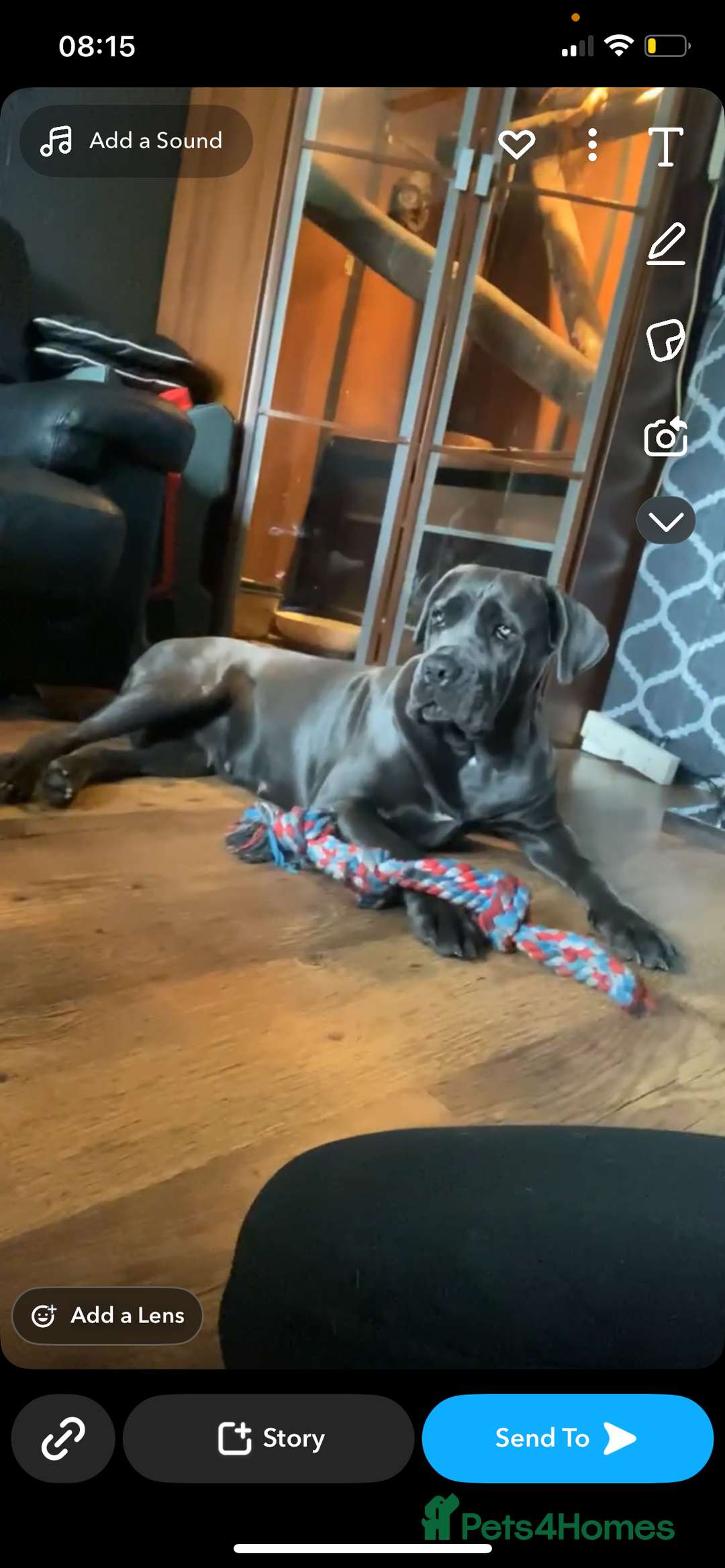 Cane Corso dogs for sale: cane corso pups  - Image 5