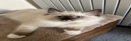 Ragdoll cats for sale: 🐾1 Boy left available🐾 - Advert 13