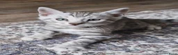 Bengal cats for sale: Silver tica registered bengals - Advert 10