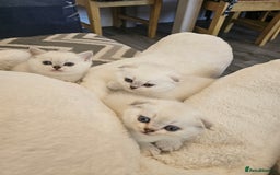 British Longhair cats for sale: snow white kittens - Image 1
