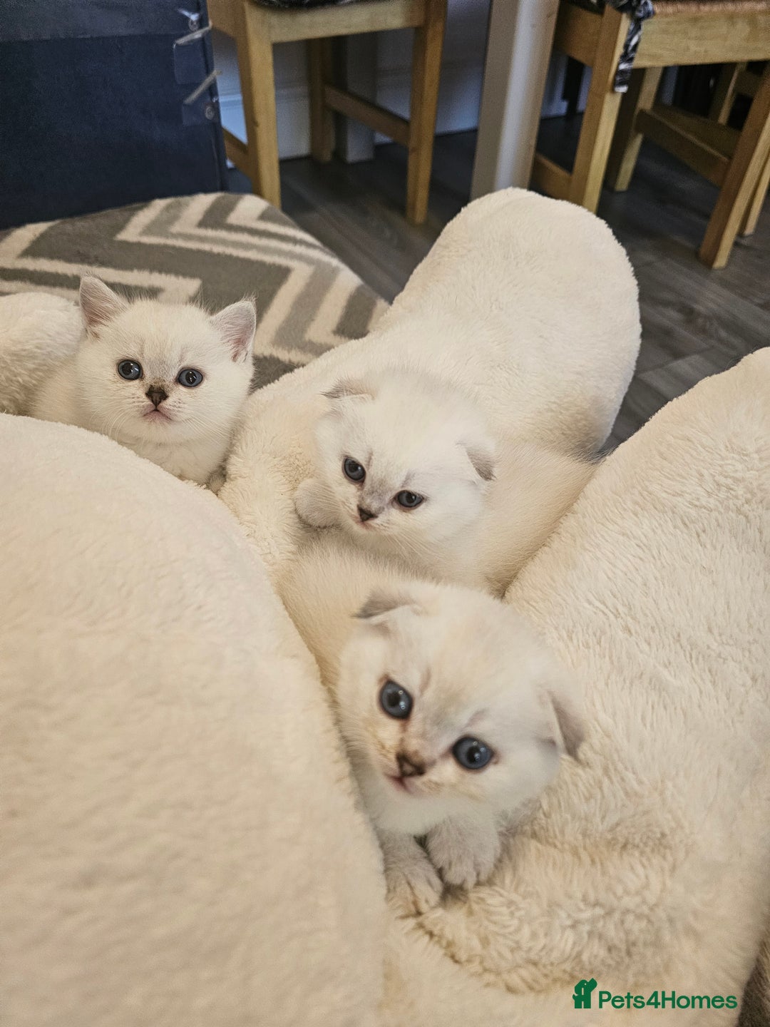 British Longhair cats for sale: snow white kittens - Image 1