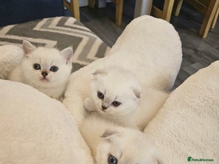 British Longhair cats - Advert 2