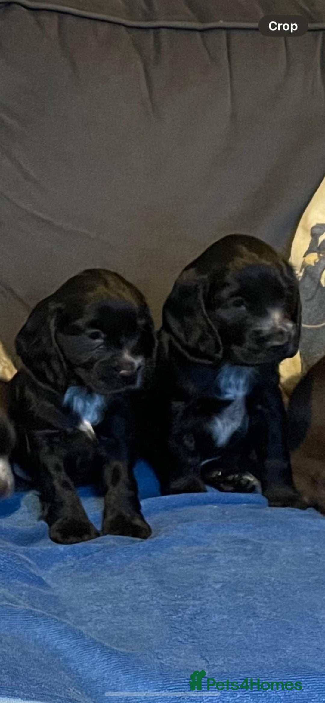 Cocker Spaniel dogs for sale: Cocker Spaniel Puppies - Advert 3