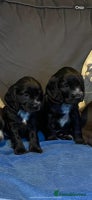Cocker Spaniel dogs Cocker Spaniel Puppies - Advert 1