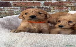 Labradoodle dogs for sale: Outstanding labradoodles from excellent pedigree  - Image 6