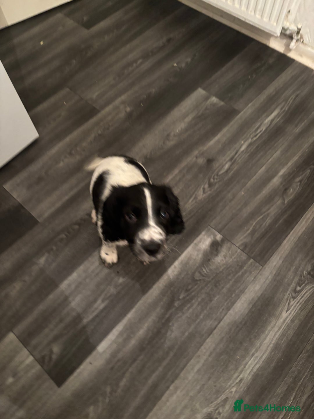 English Springer Spaniel dogs for sale: Springer spaniel pups  - Advert 11