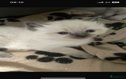 Ragdoll cats for sale: Ragdoll kittens due - Image 7