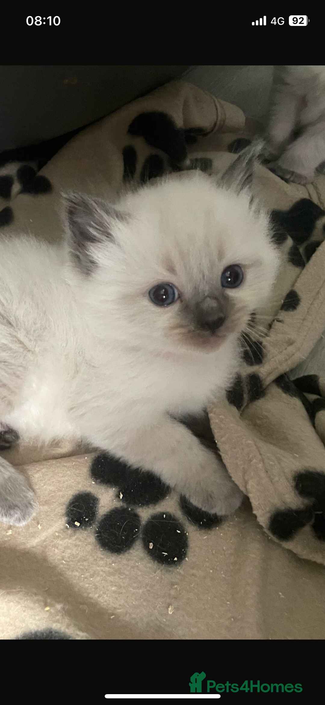 Ragdoll cats for sale: Ragdoll kittens due - Image 7