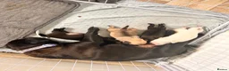 Pug dogs for sale: Pugs  - Advert 3