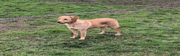 Labrador Retriever dogs for sale: KC reg Yellow Labrador bitch Honey - Advert 2