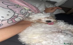 Maltipoo dogs for sale: 2 beautiful playful & lovely Maltipoo boys  - Image 26
