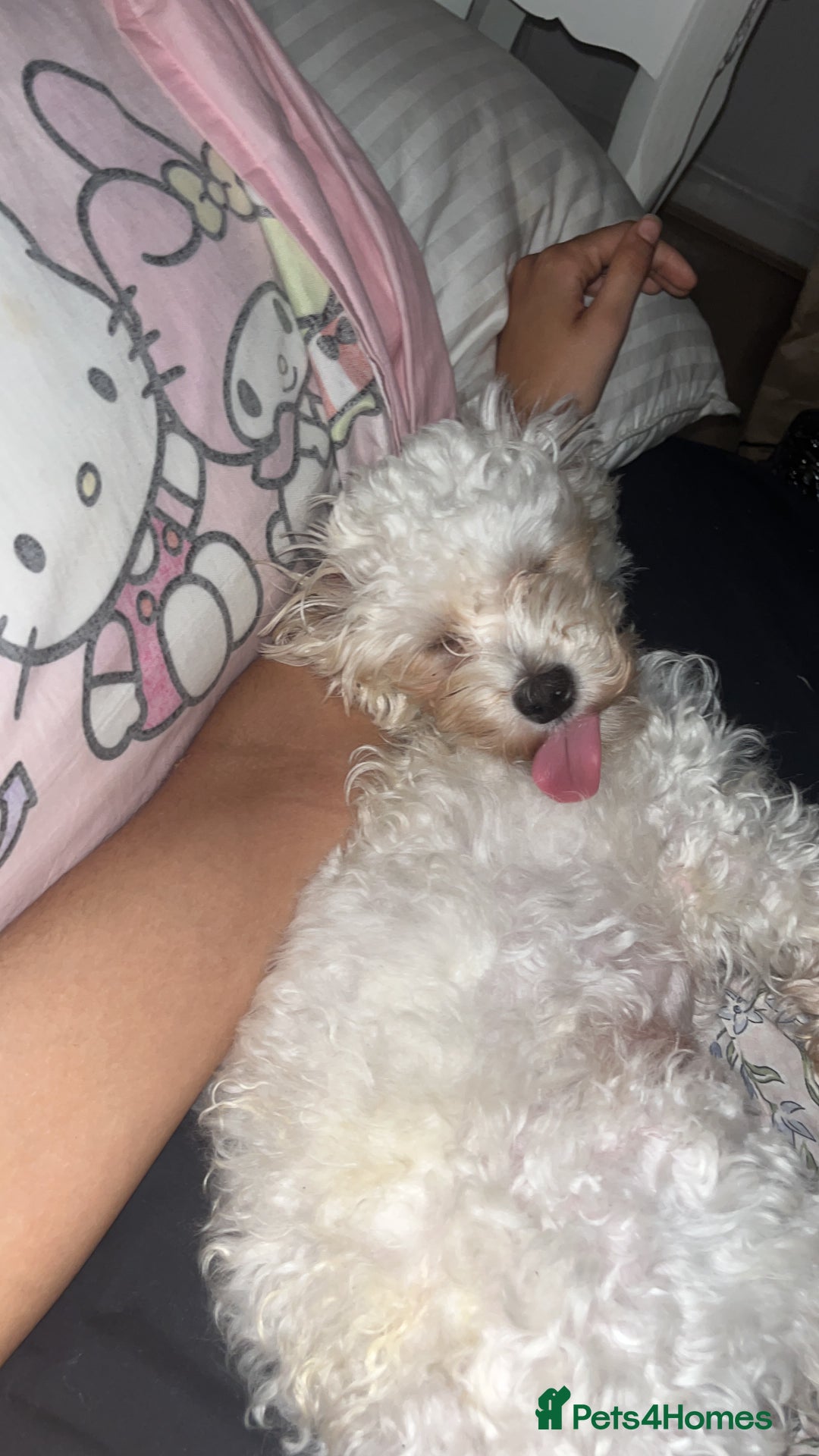 Maltipoo dogs for sale: 2 beautiful playful & lovely Maltipoo boys  - Image 26