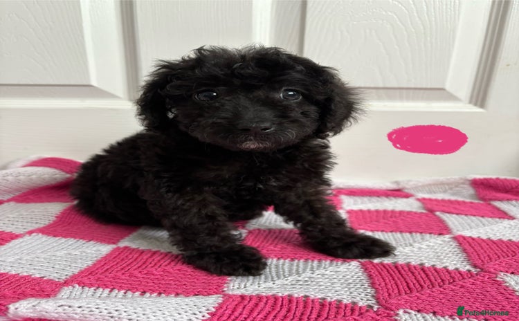 Cavapoo dogs - Advert 1