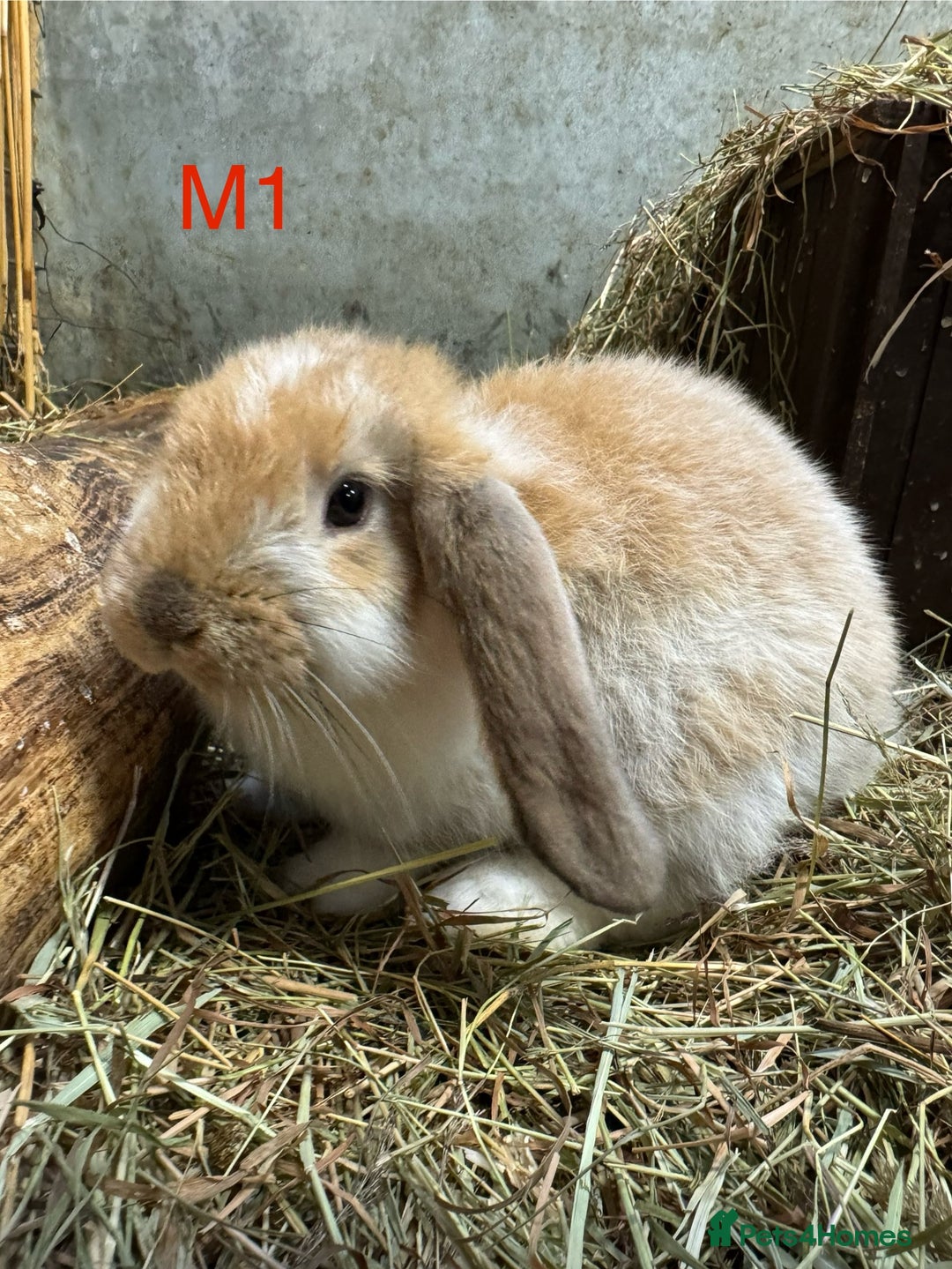 French Lop rabbits for sale: French Lops Ready Now - Image 8